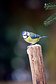 Blue tit