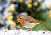 European robin