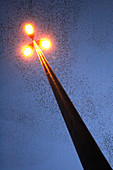 European starling flock