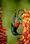 Greater double collared sunbird feeding