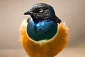 Superb starling