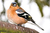 Male chaffinch perched on a branch