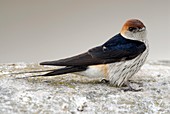 Greater-striped swallow
