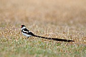 Pin-tailed whydah male
