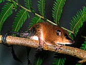 View of a mouse opossum on a twig