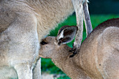 Eastern grey kangaroo joey