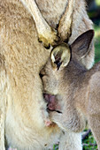 Eastern grey kangaroo joey