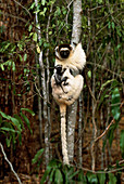 Verraeaux's sifaka lemur mother and baby