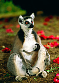Ring-tailed lemur with baby