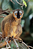 Female red-fronted brown lemur