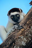 Verraeaux's sifaka lemur