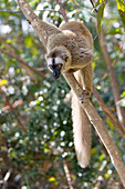 Red fronted brown lemur