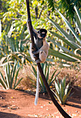 Verreaux's sifaka lemur