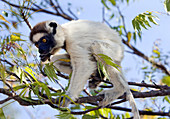 Verreaux's sifaka (Propithecus verreauxi)