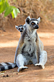 Ring-tailed lemur with baby