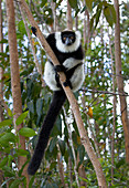 Black ruffed lemur