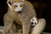 Crowned lemurs