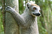 Crowned lemur
