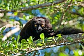 Indri in a tree