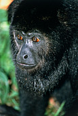 Black howler monkey