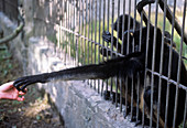 Spider monkeys at a zoo
