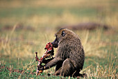 Baboon feeding