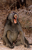 Savanna baboon
