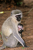 Black faced vervet monkey with young