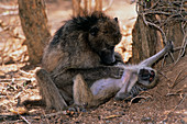 Savanna baboon grooming its young