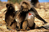 Gelada baboons grooming