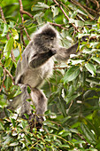 Silver leaf langurs