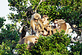 Toque macaque troop