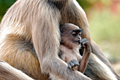 Infant langur monkey