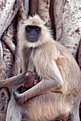Langur monkey with infant