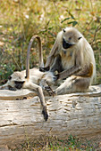 Langur monkeys grooming