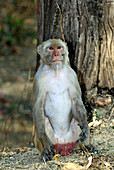 Rhesus monkey