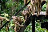 Northern pig-tailed macaques