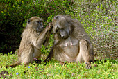 Chacma baboons grooming