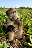 Juvenile chacma baboon