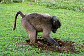 Chacma baboon digging