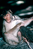 Southern pig-tailed macaque