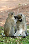 Vervet monkeys grooming