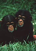 Young chimpanzees