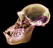 Chimpanzee skull,X-ray