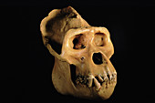 Male gorilla skull