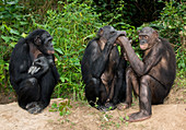 Bonobo apes
