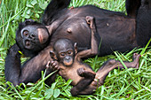 Bonobo ape mother and young