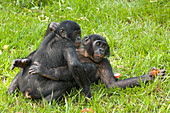 Bonobo apes mating