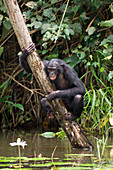 Bonobo ape