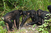 Bonobo apes opening a nut